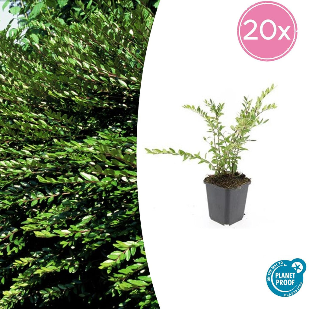 20x Lonicera pileata 'Purple Pearl' - ↕10-25cm - Ø9cm