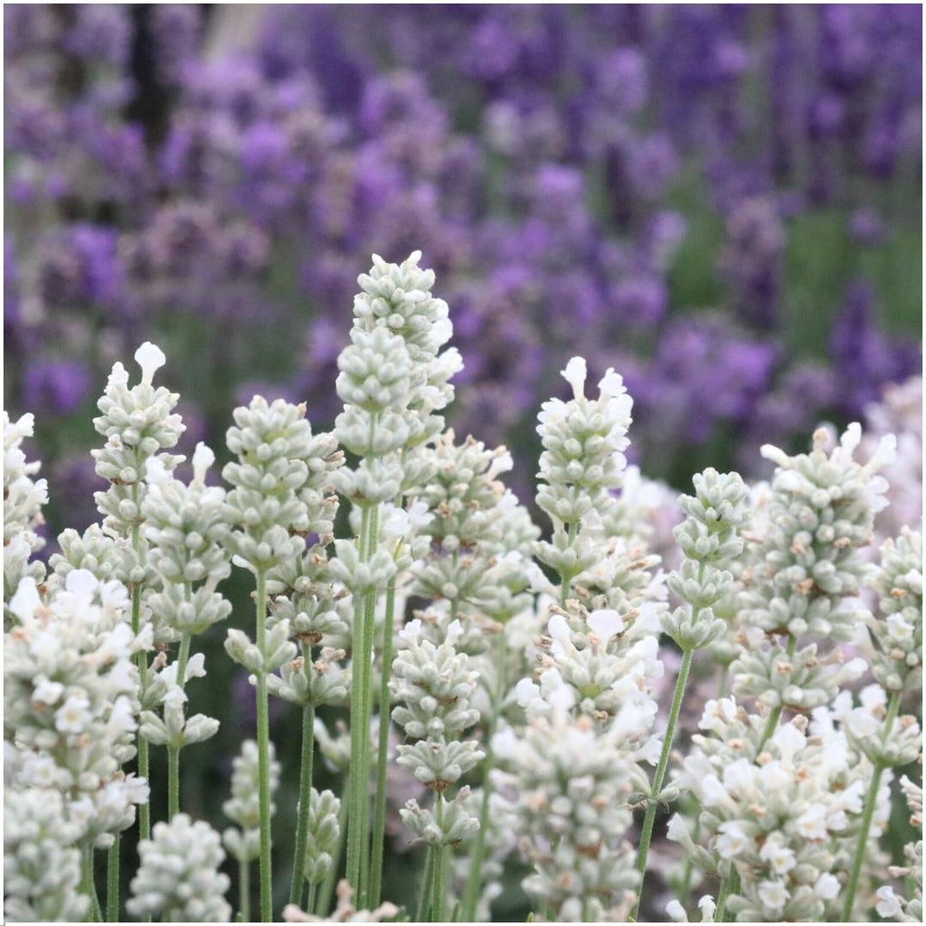12 x 6 pack Lavendel angustifolia white - 72 x Ø7 cm - ↕15 cm