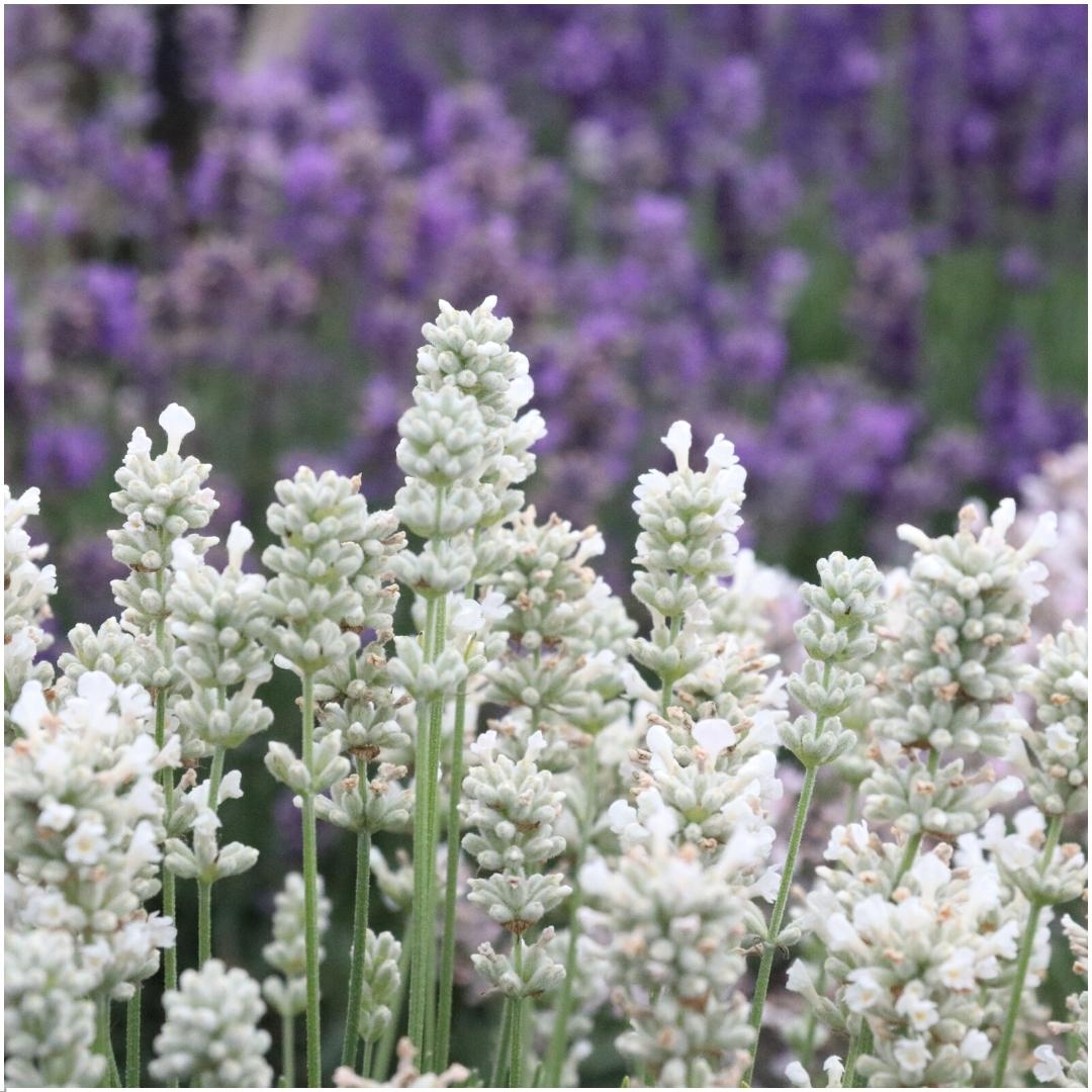 12 x 6 pack Lavendel angustifolia white - 72 x Ø7 cm - ↕15 cm