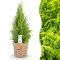 Green BoutiQ - Green is... Kamerplanten - Cupressus Gold Crest Wilma - Kamer conifeer - Weinig onderhoud - met mand - Groen - 1 Plant - Pot 21cm - Hoogte 85-95cm