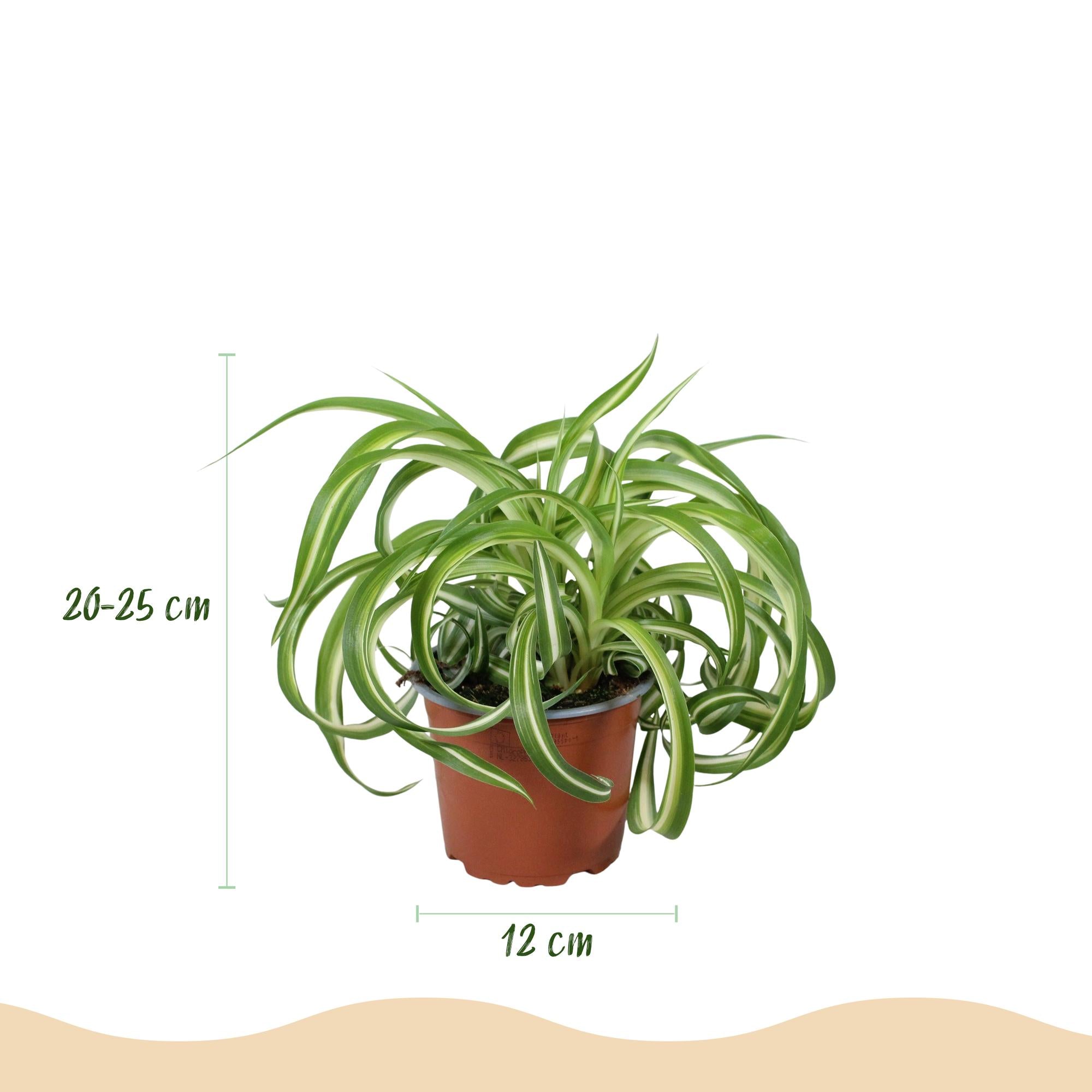 Green boutiQ - Kamerplant - Chlorophytum comosum Bonnie - Krullende Graslelie - Huisdiervriendelijk - Bont - 4 Planten - Pot 12cm - Hoogte 20-25cm