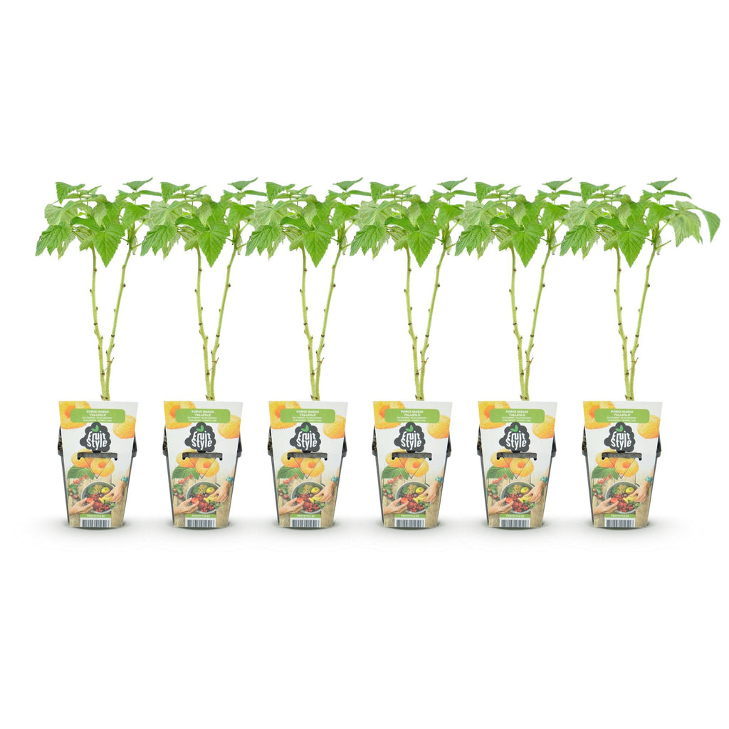 Green boutiQ - Fruitplanten - Framboos - Rubus idaeus Fallgold - Winterhard - 6 Planten - Pot 9 cm - Gele Framboos