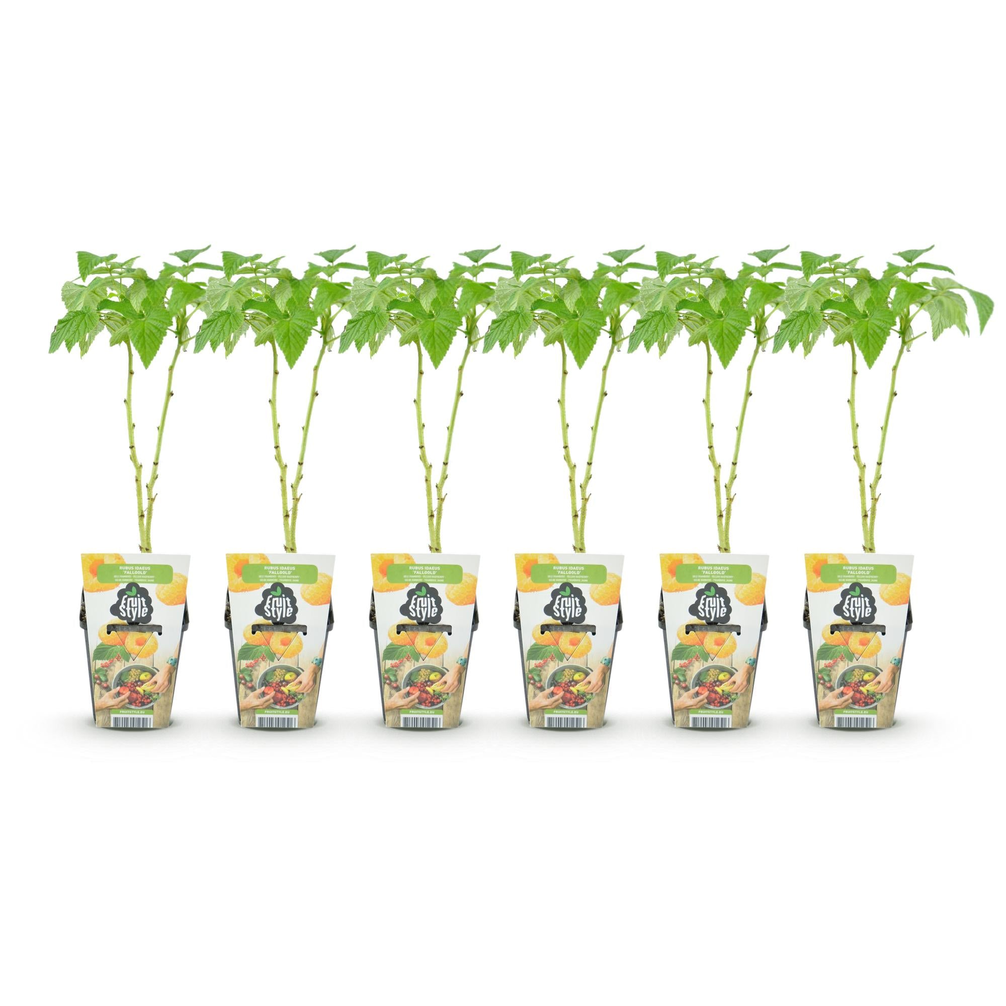 Green boutiQ - Fruitplanten - Framboos - Rubus idaeus Fallgold - Winterhard - 6 Planten - Pot 9 cm - Gele Framboos