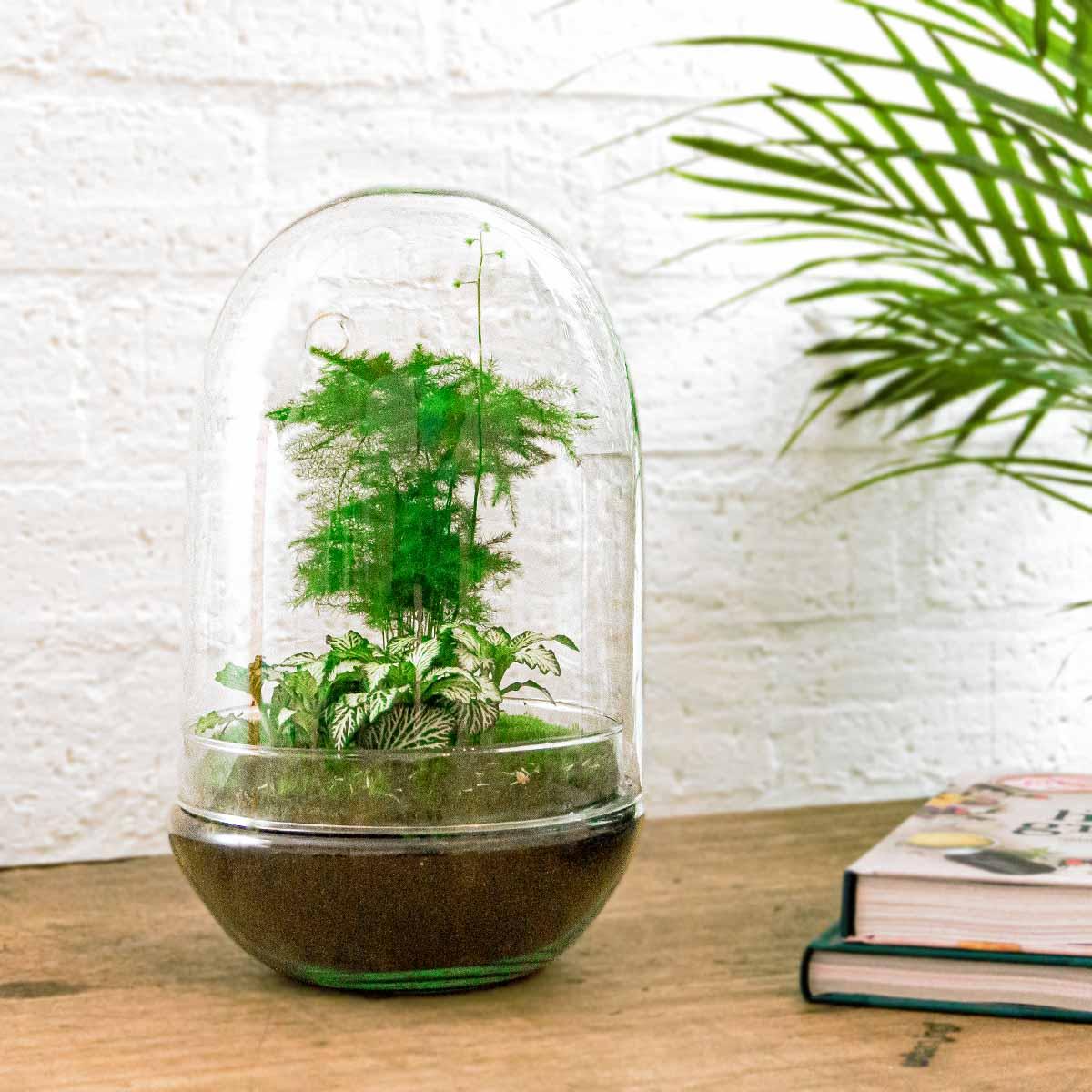 DIY Planten terrarium tweedelig bolglas - Egg XL - Ø 17,5 cm ↑ 30 cm