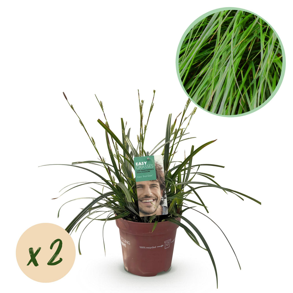Green boutiQ - Siergrassen - Carex oshimensis Intense Green - Groen - 2 Planten - Bladhoudend - Weinig Onderhoud - Pot 17cm Hoogte 50cm