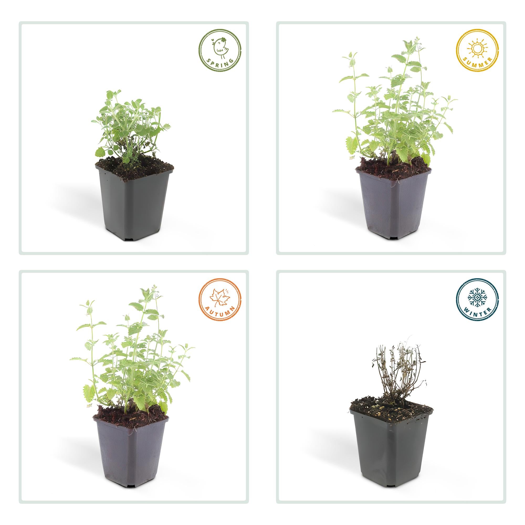 20x Nepeta 'Six Hills Giant' - ↕10-25cm - Ø9cm