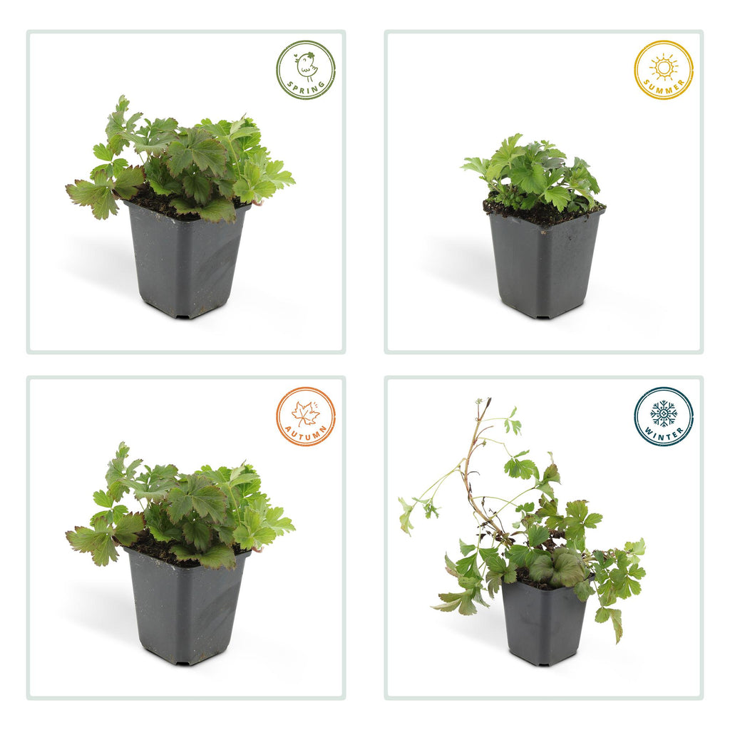 24x Waldsteinia ternata - ↕10-25cm - Ø9cm