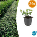24x Euonymus fort. 'Dart's Blanket' - ↕10-25cm - Ø9cm