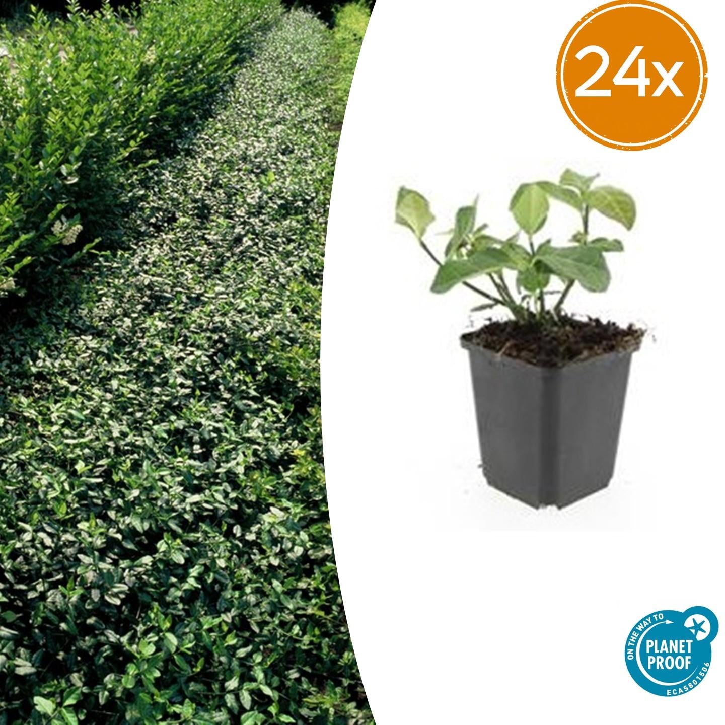 24x Euonymus fort. 'Dart's Blanket' - ↕10-25cm - Ø9cm