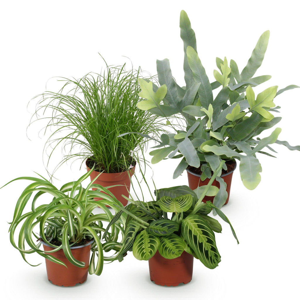 Green boutiQ - Kamerplant - Chlorophytum - Cyperus - Phlebodium - Marantha - Mix van 4 - Huisdiervriendelijke Planten - Groen - 4 Planten - Pot 12cm - Hoogte 25cm